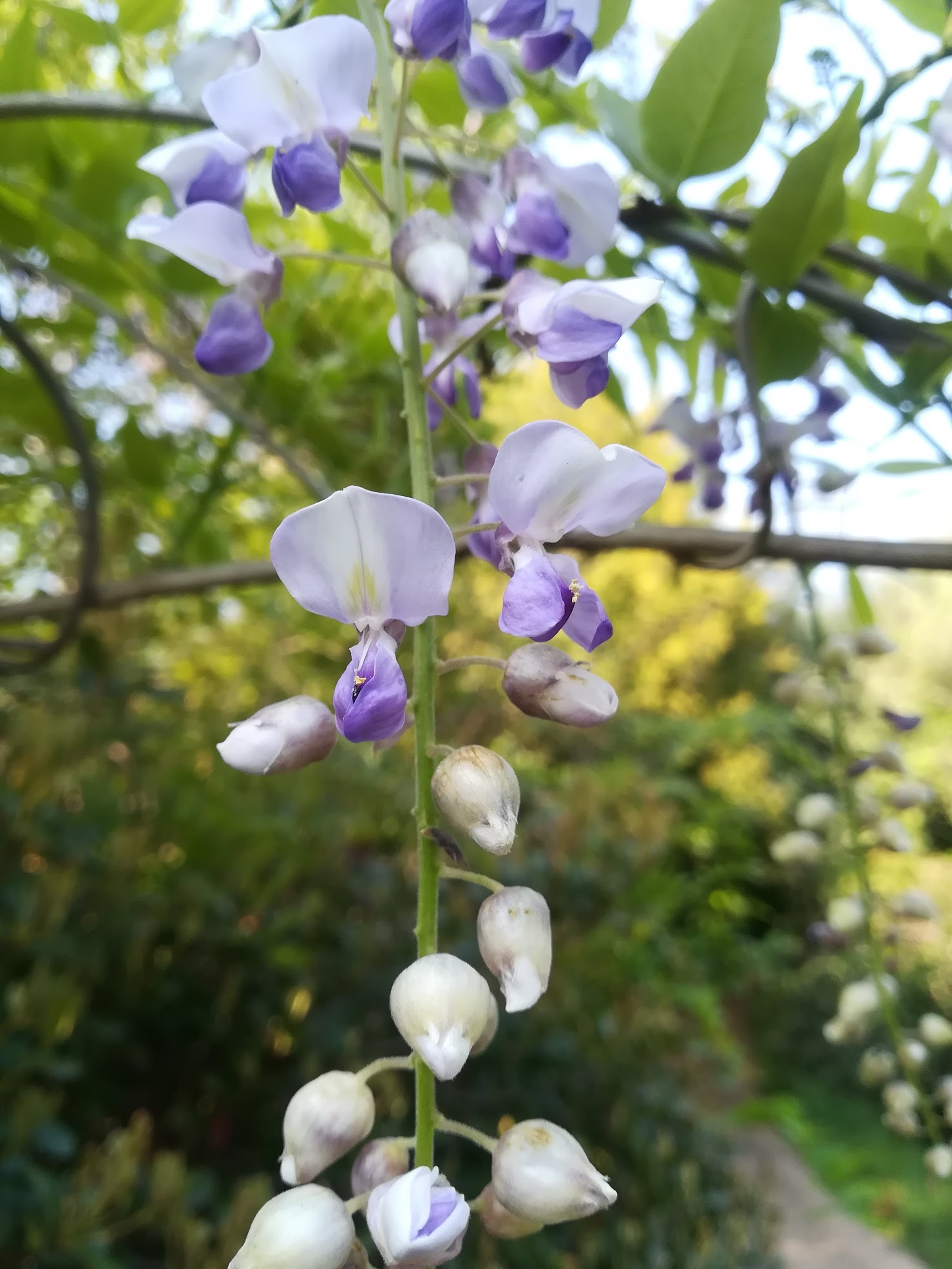 フジ・ノダフジ/Wisteria floribunda