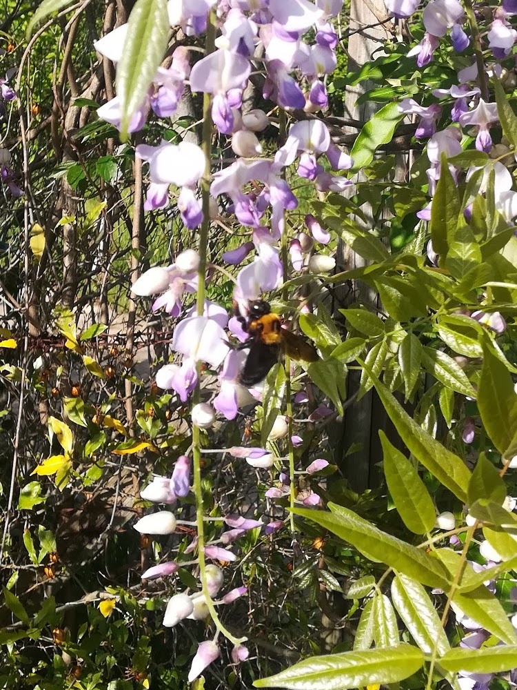 訪花昆虫/pollinator