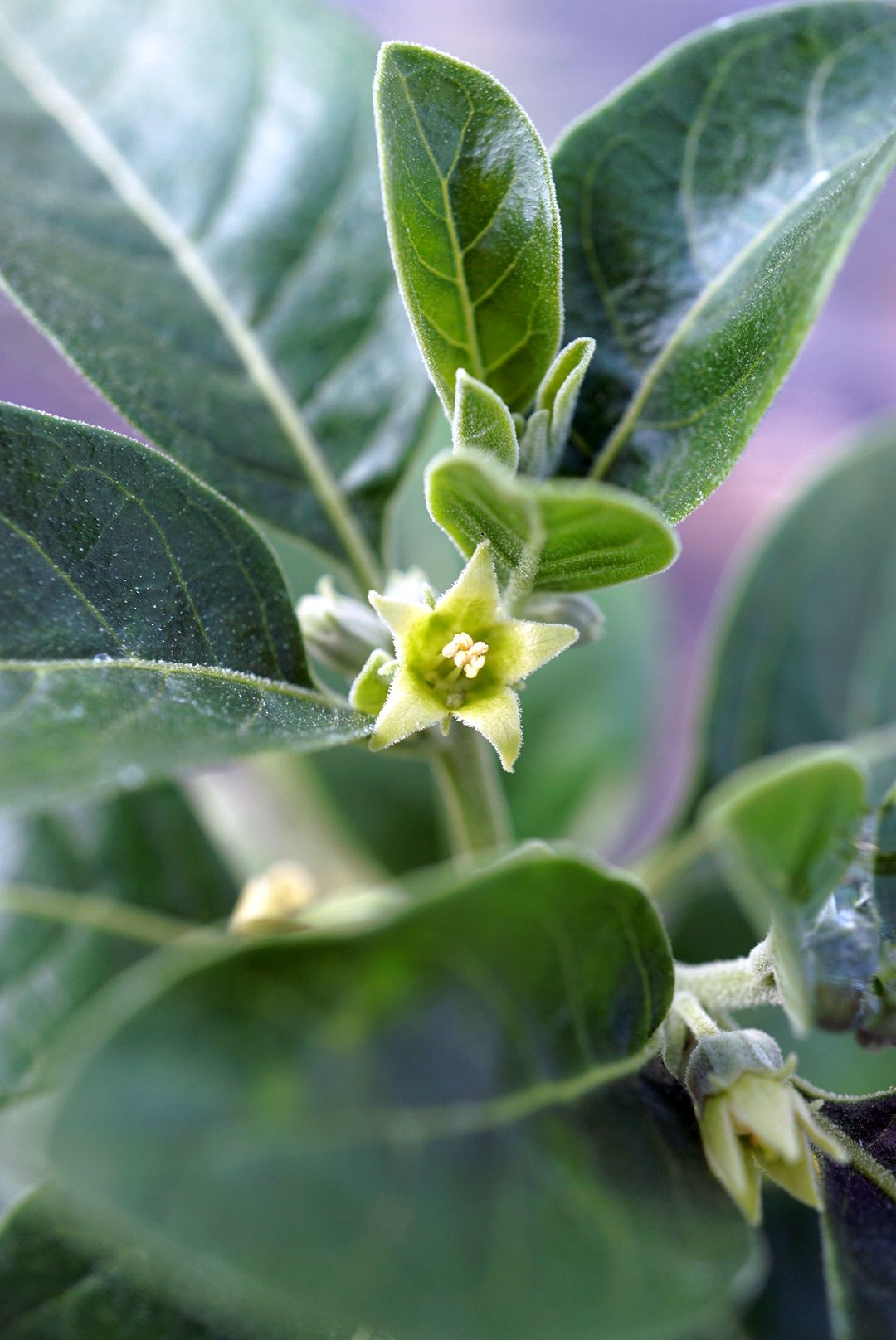 アシュワガンダ/Withania somnifera