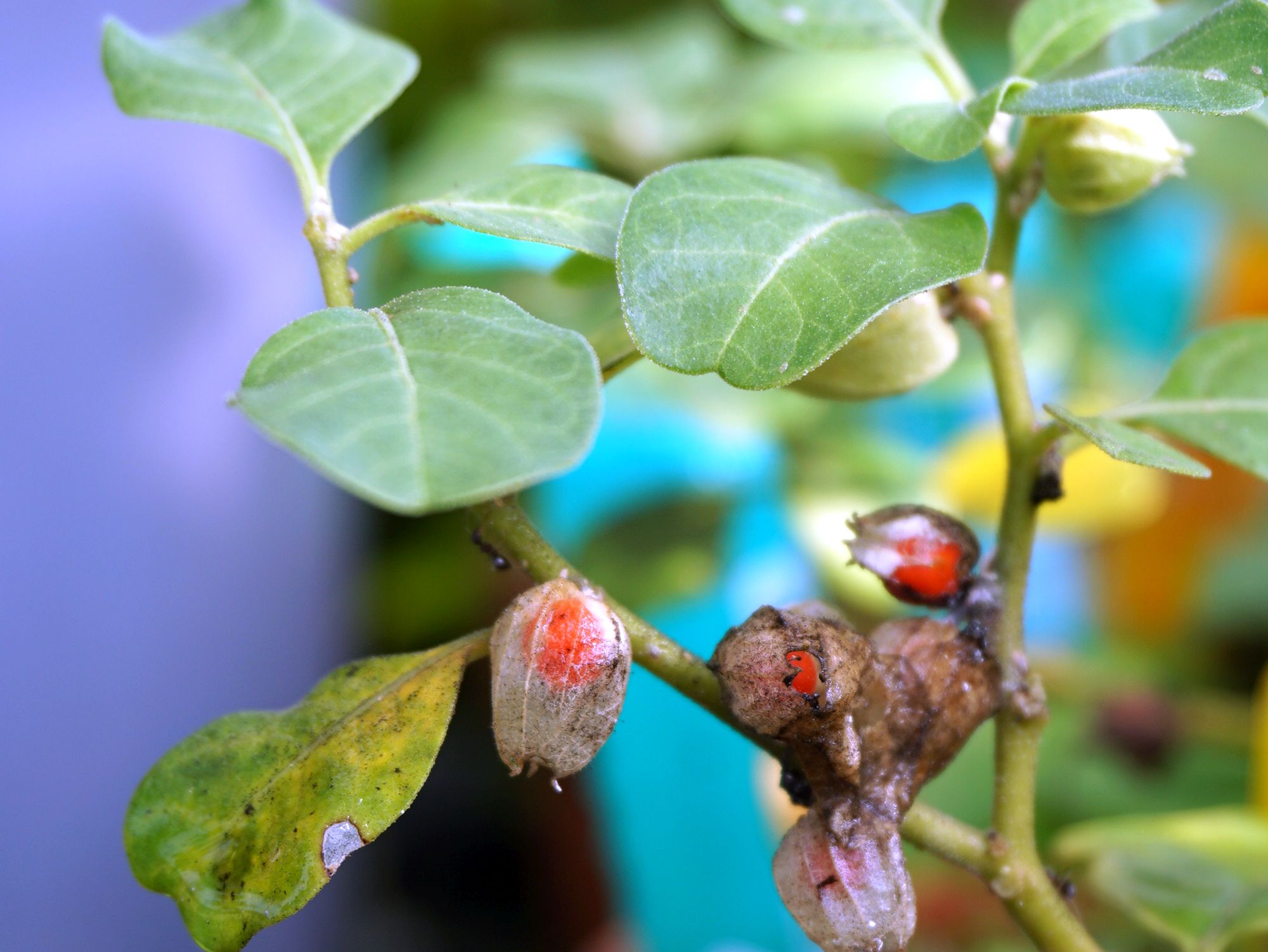 アシュワガンダ果実/Withania somnifera fruits