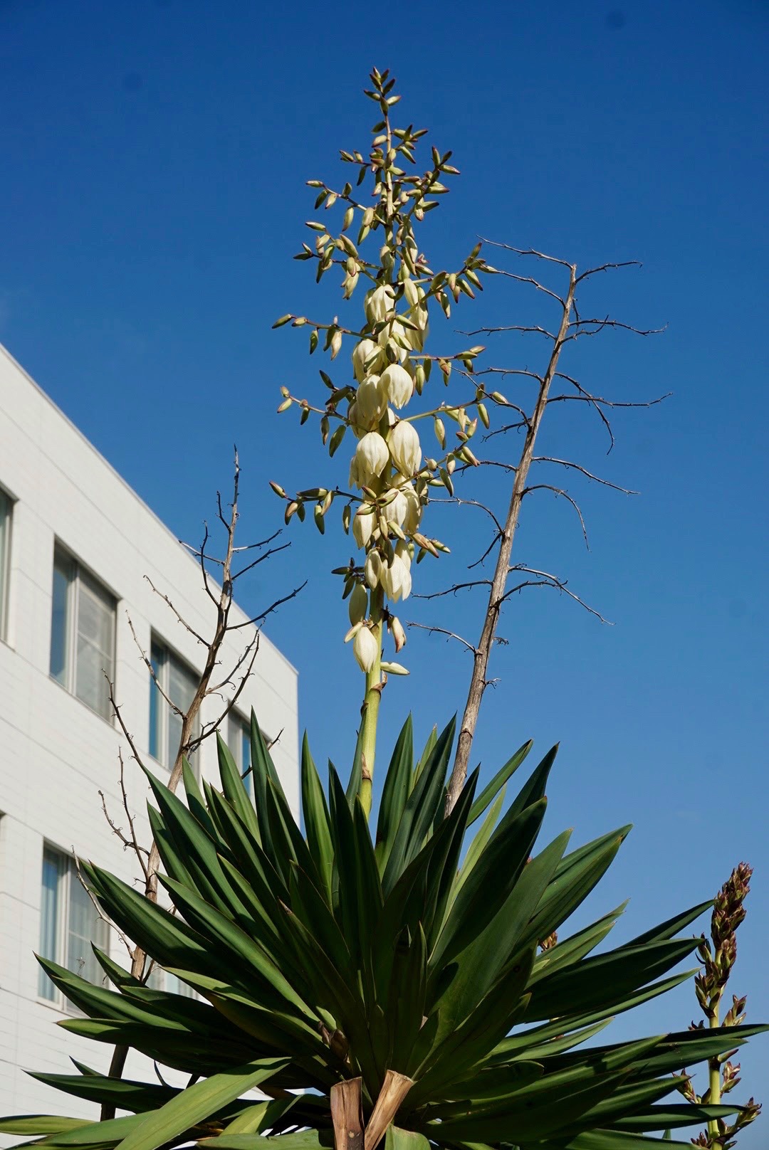 アツバキミガヨラン/Yucca gloriosa