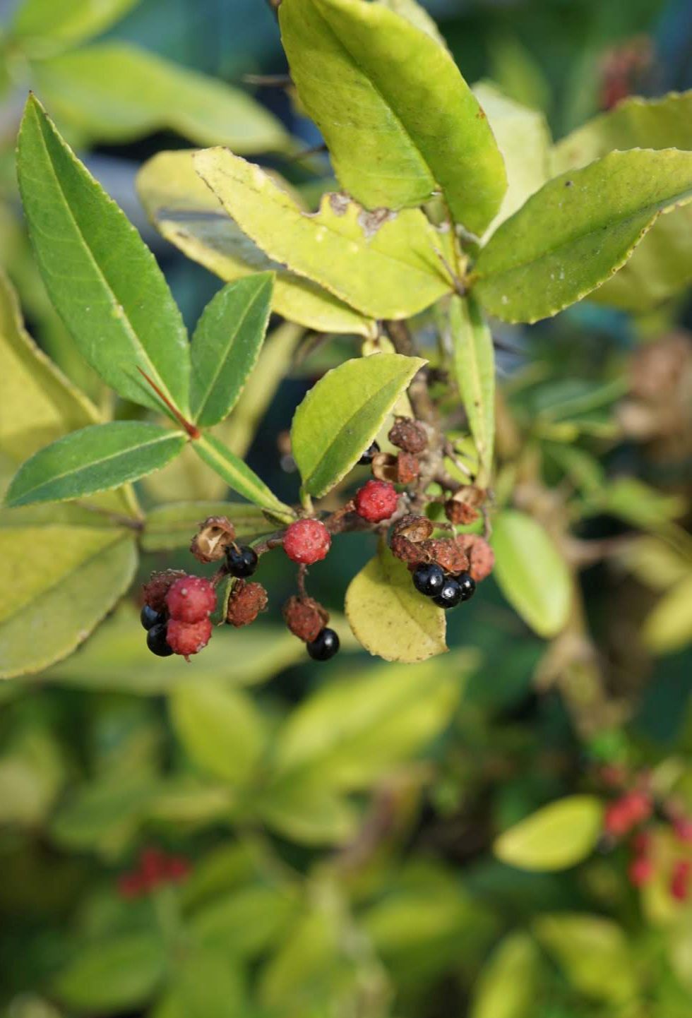 テリハザンショウ/Zanthoxylum armatum var. subtrifoliatum