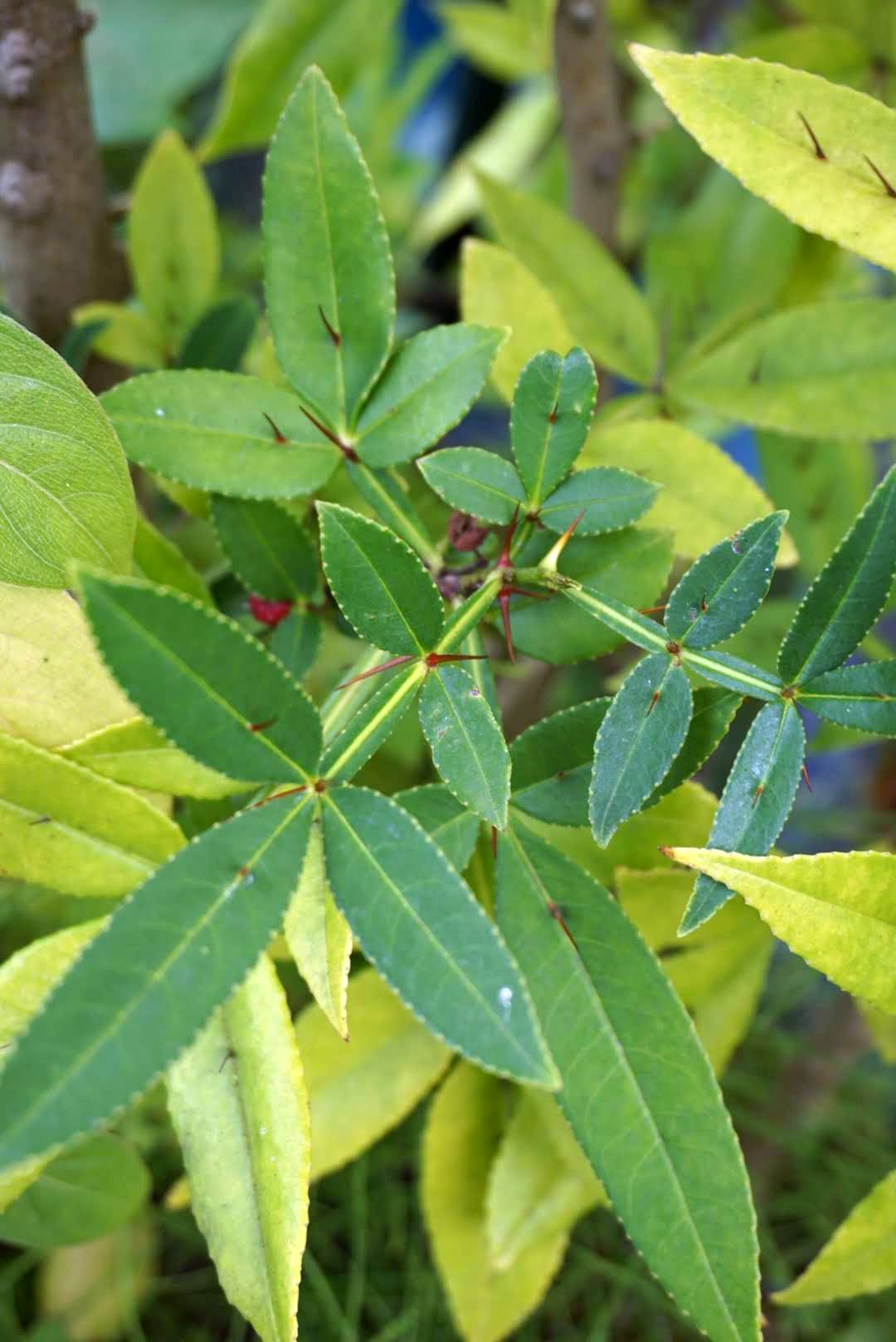 テリハザンショウ/Zanthoxylum armatum var. subtrifoliatum