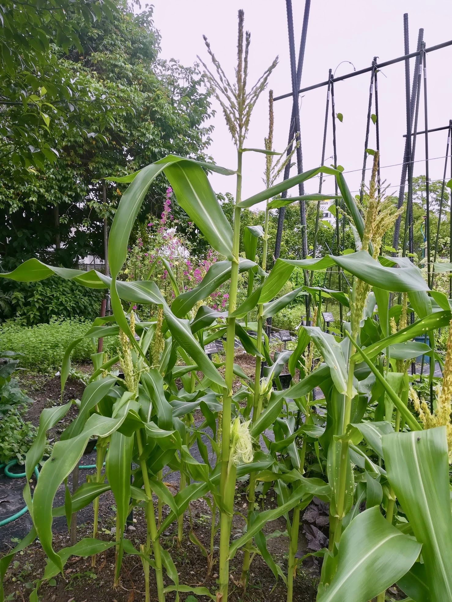 トウモロコシ/Zea mays