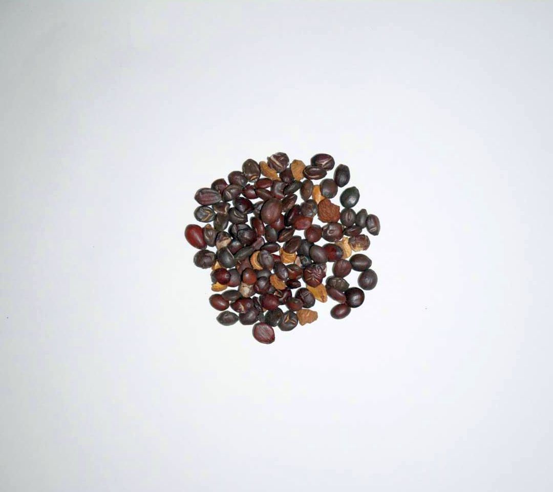 生薬サンソウニン/Ziziphi semen