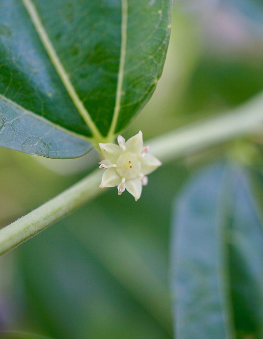 ナツメ/Ziziphus jujuba var. intermis