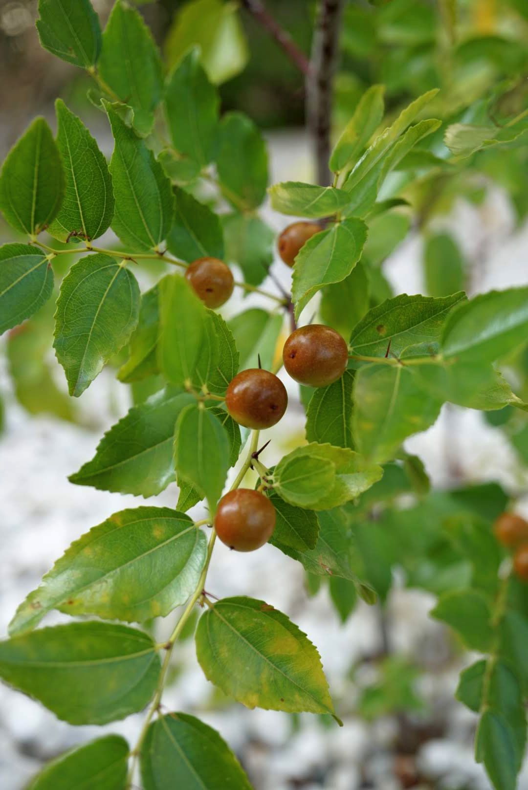 サネブトナツメ/Ziziphus jujuba var. spinosa