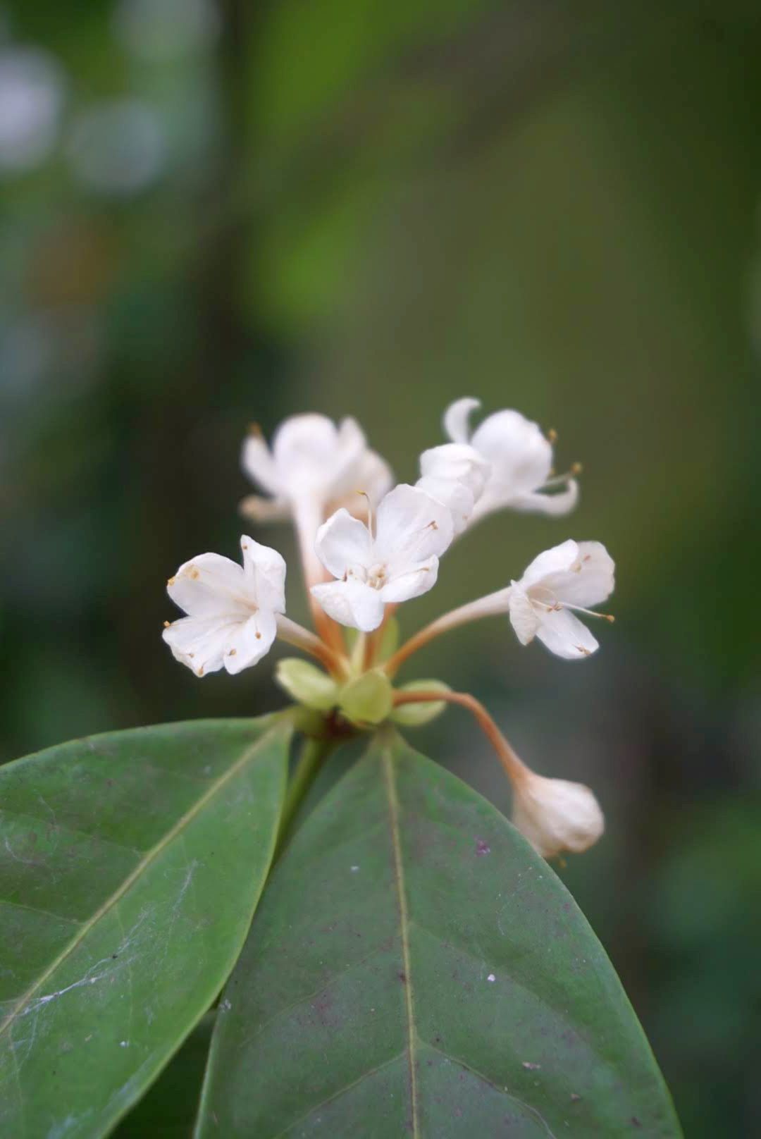ファレリア・カピタータ花/phaleria capitata