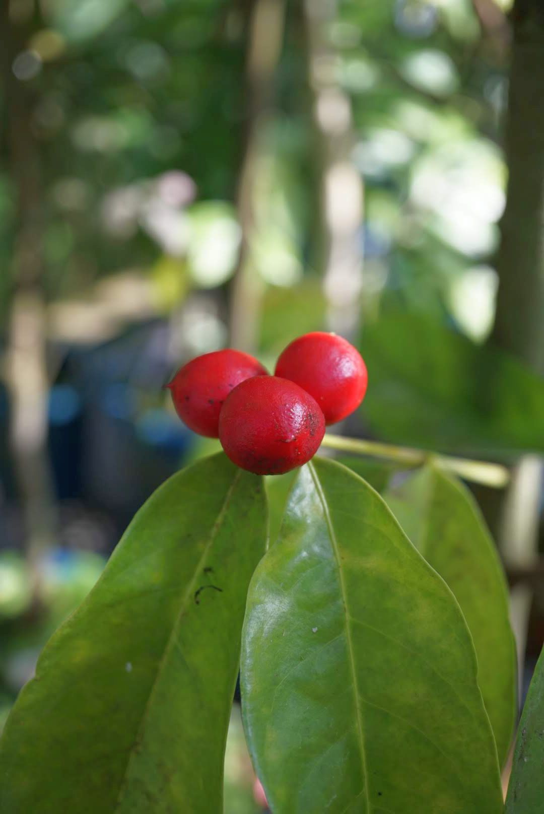 ファレリア・カピタータ果実/phaleria capitata