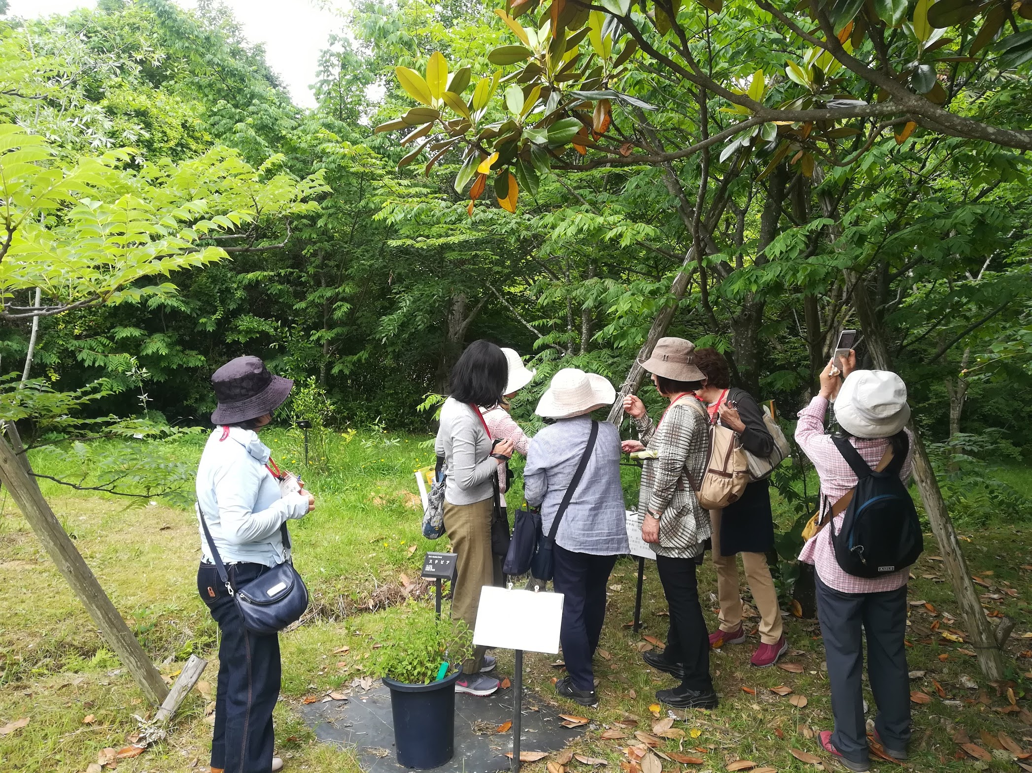 春の薬草見学会2018