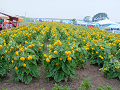 DSCF0786_thumb.png