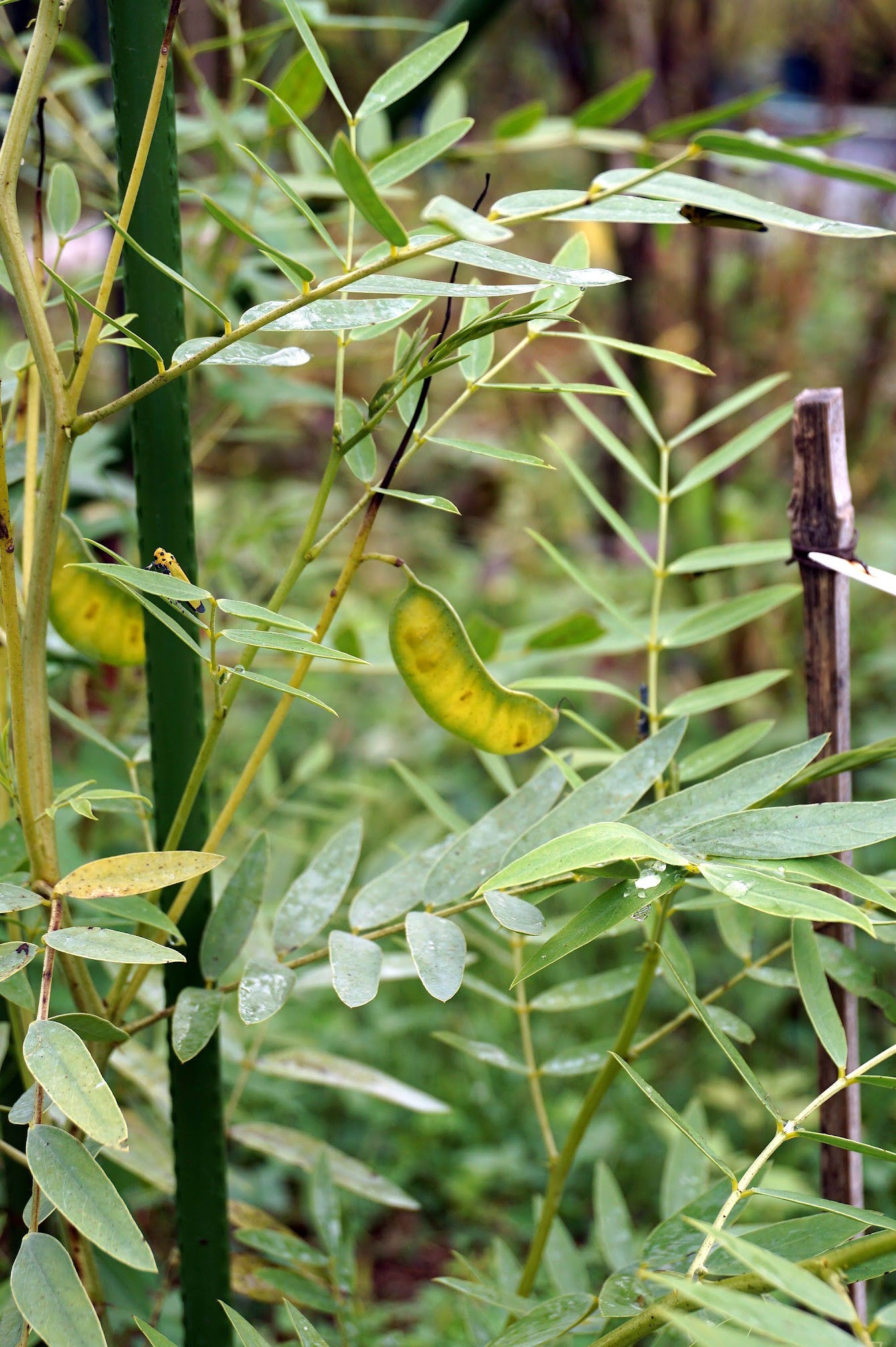 チンネベリーセンナ/Cassia angustifolia