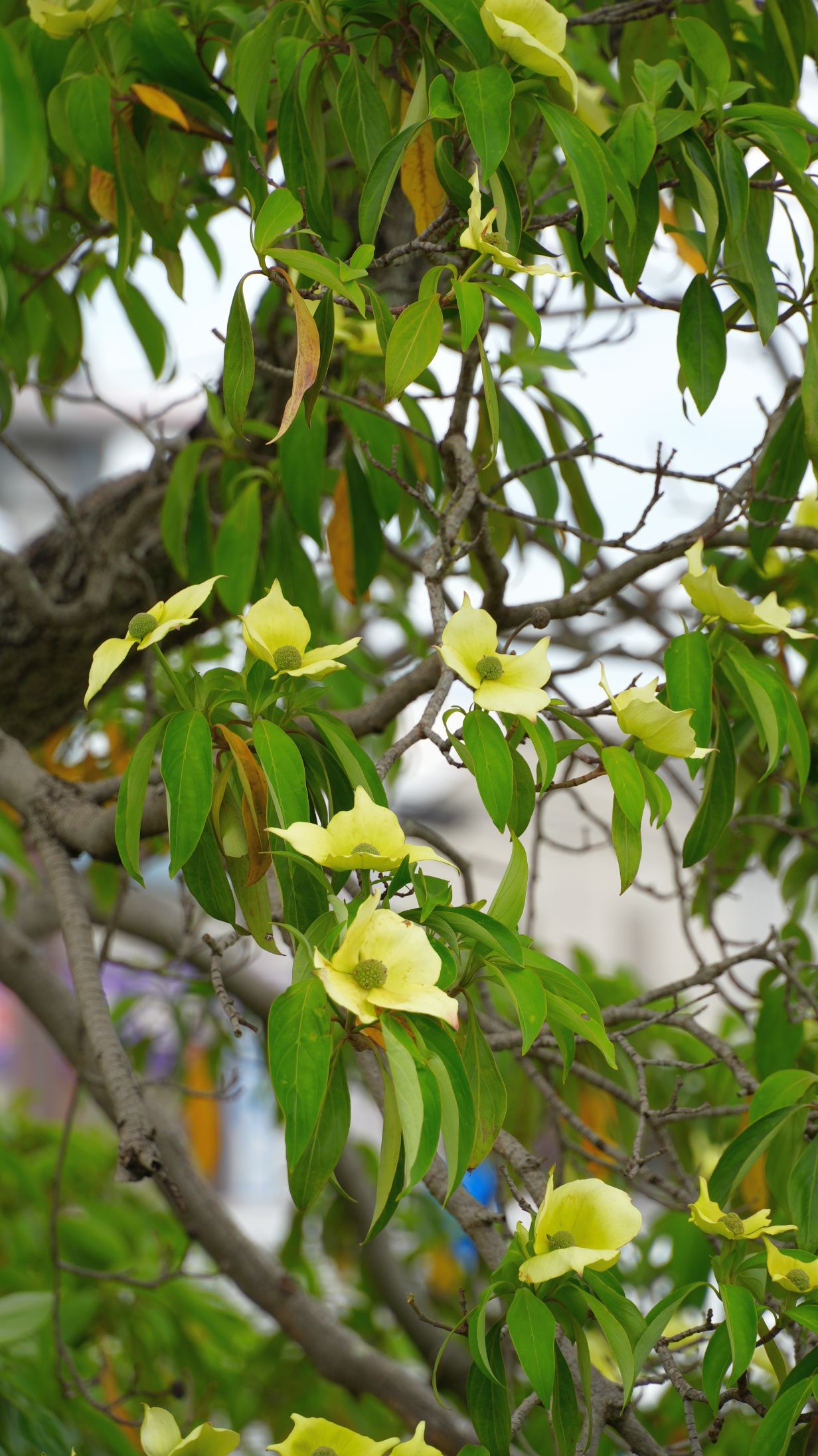 ガビサンヤマボウシ/Cornus hongkongensis subsp. melanotricha