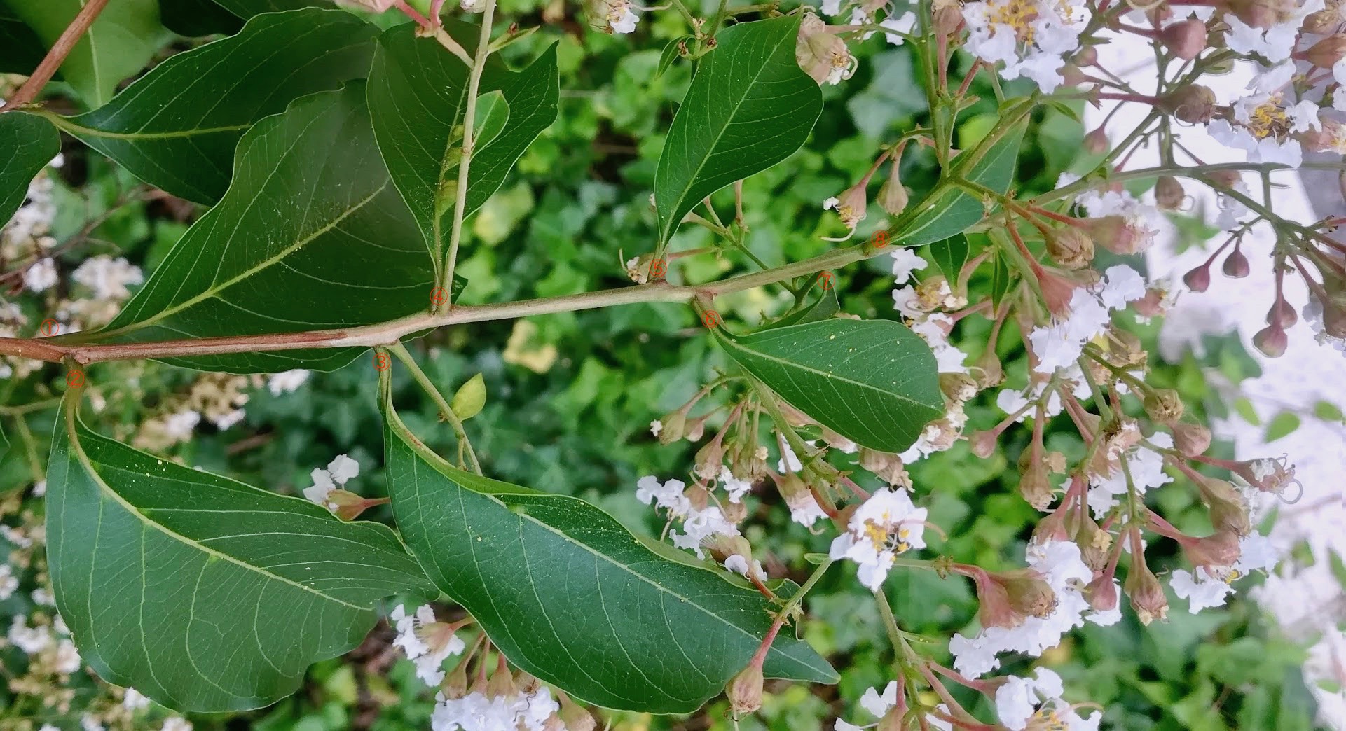 コクサギ形葉序を示すサルスベリ/Lagerstroemia indica leaves on subopposite