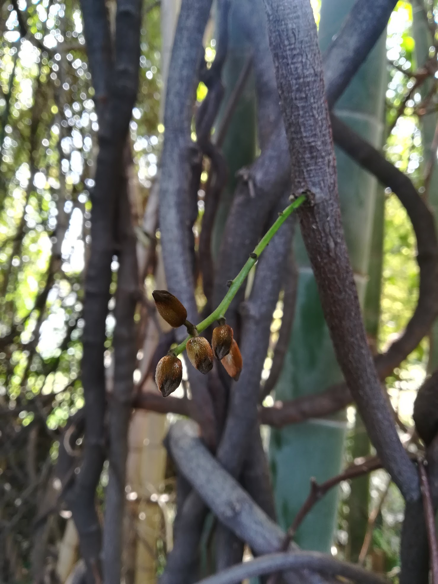 トビカズラ/Mucuna sempervirens