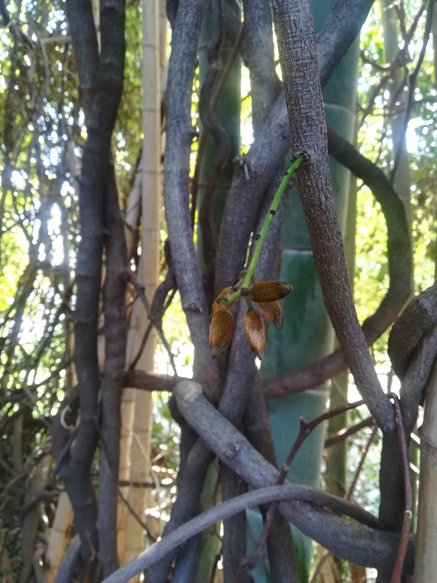 トビカズラ/Mucuna sempervirens