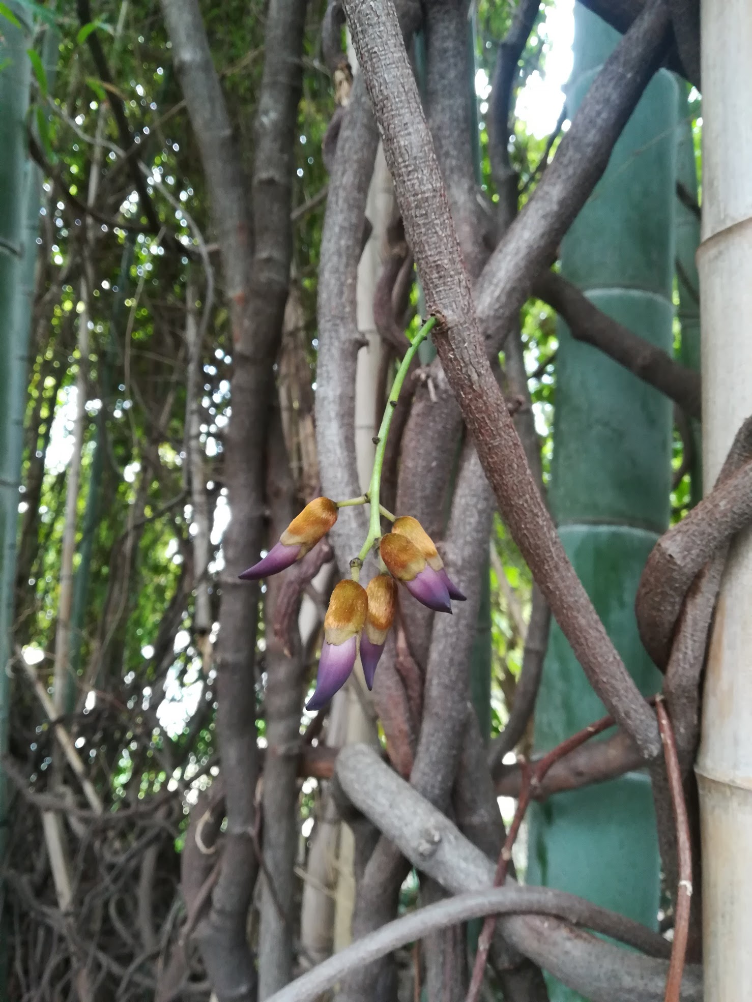 トビカズラ/Mucuna sempervirens