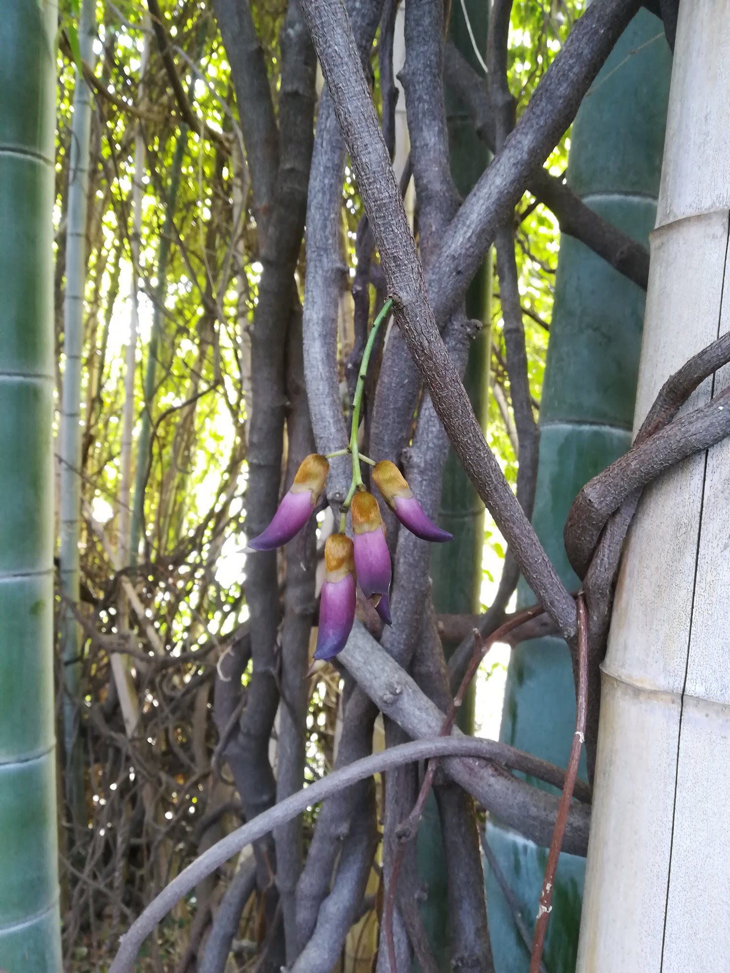 トビカズラ/Mucuna sempervirens