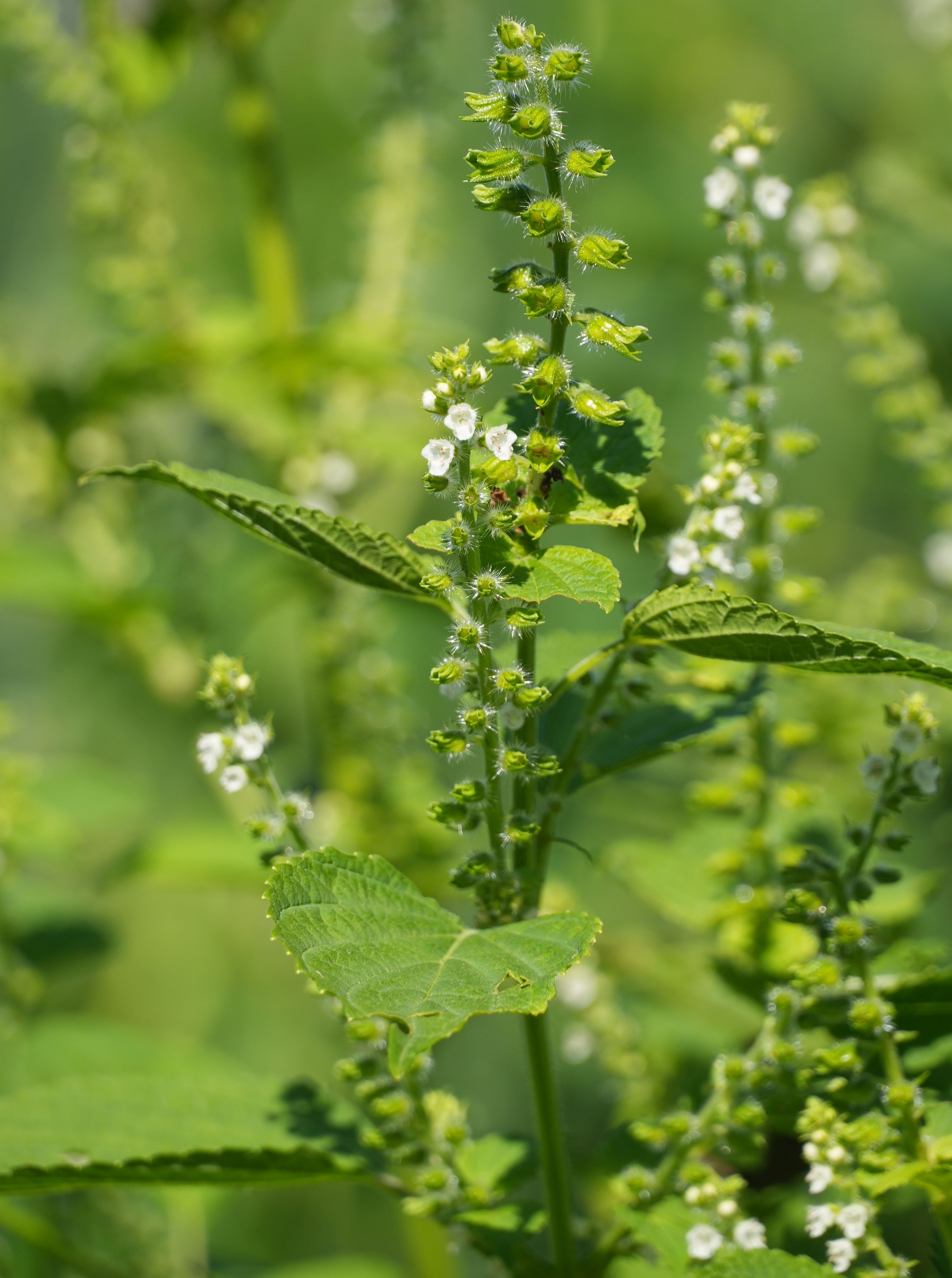 エゴマ/Perilla frutescens