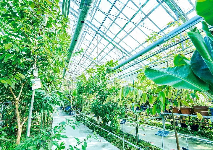 薬学部附属薬用植物園