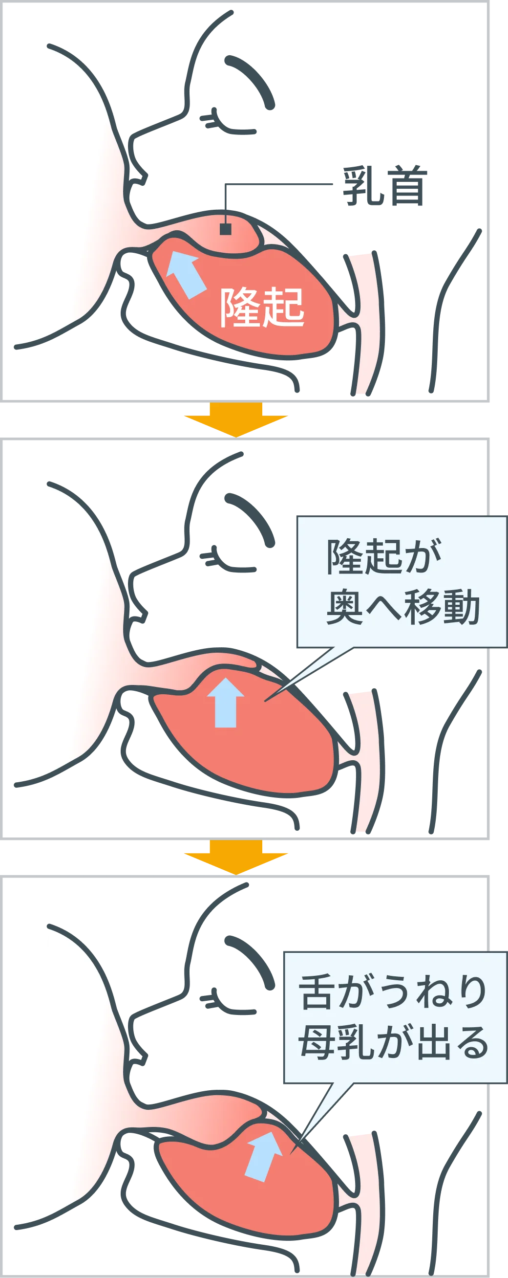 吸てつのメカニズム
