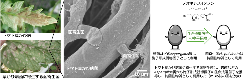 トマトの病原菌を食べる菌を発見~作用メカニズムを解明、バイオ農薬開発に期待~ トマトの病原菌を食べる菌を発見~作用メカニズムを解明、バイオ農薬開発に期待~