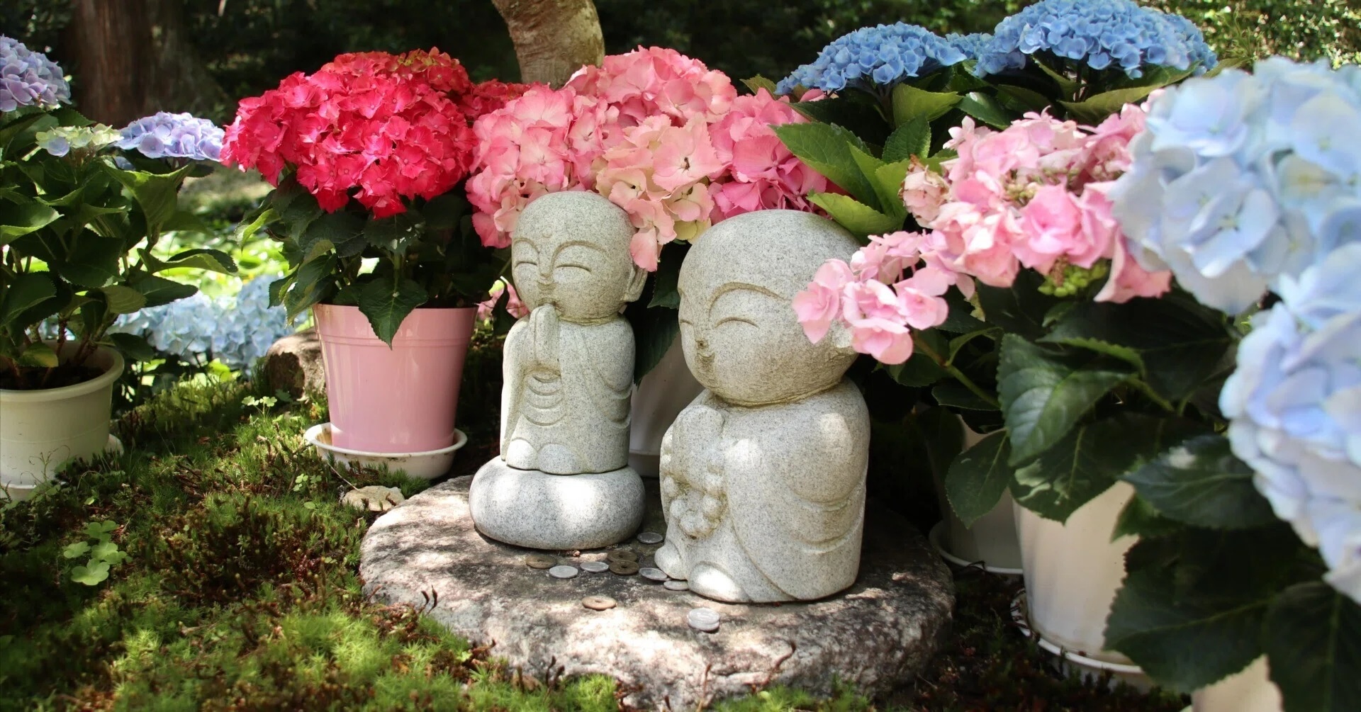 淡い白や水色の紫陽花