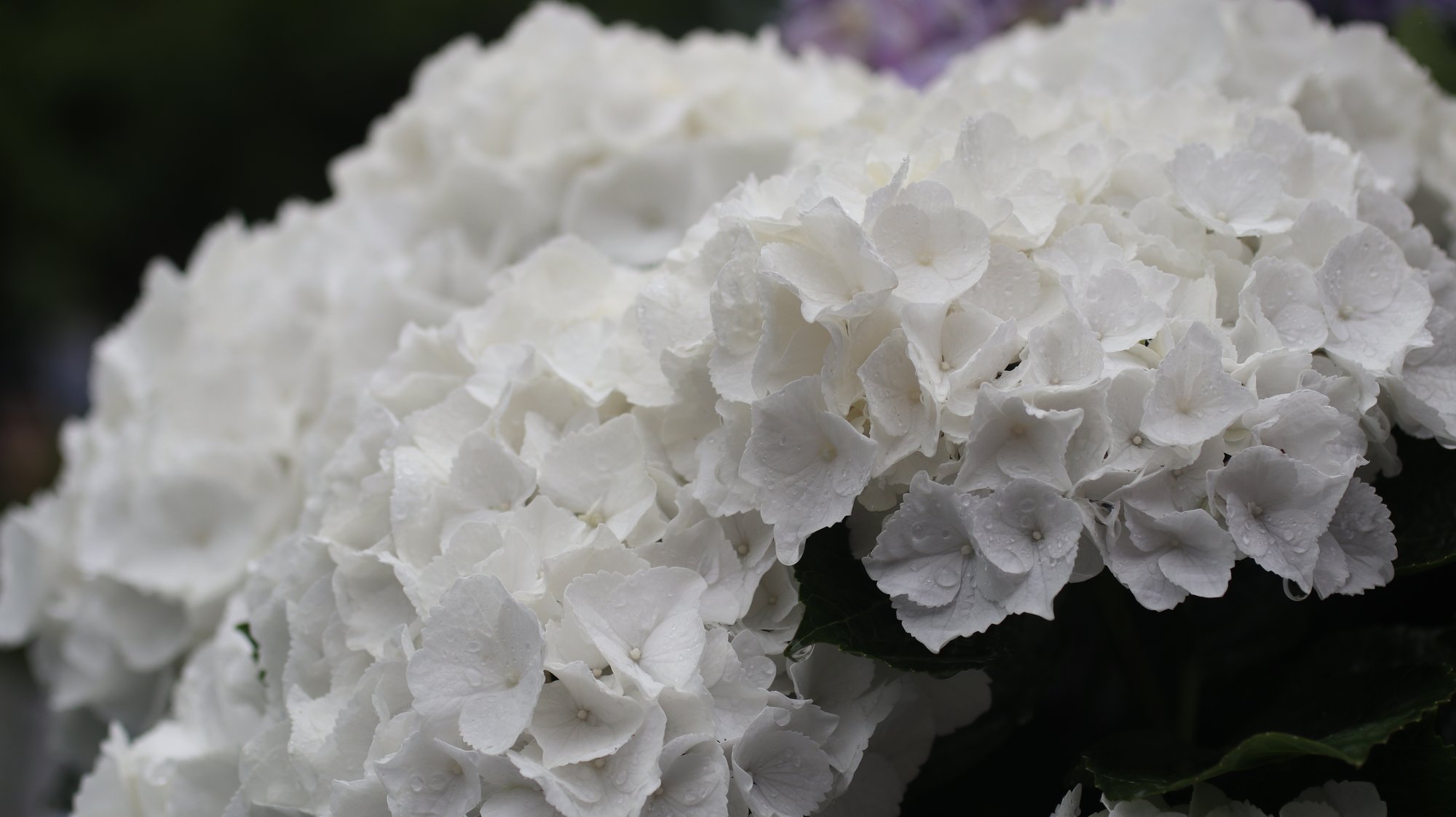 淡い白や水色の紫陽花