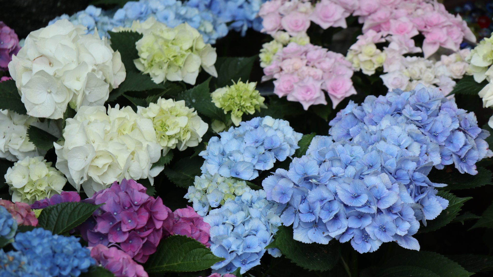 房が大きく重なり合う紫陽花