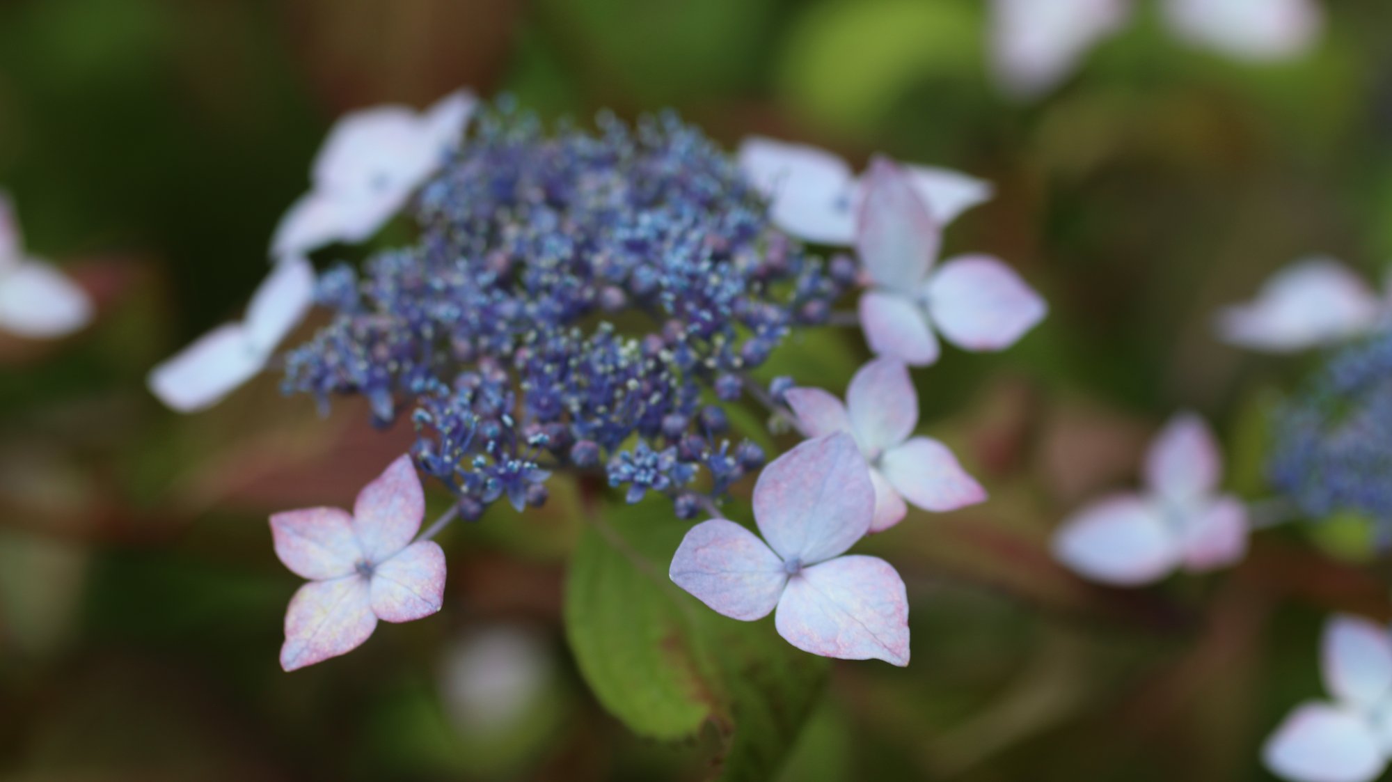 少し色が落ち着き始めた紫陽花