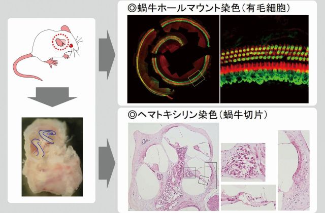 摂南大学薬学部公式HP/Setsunan Pharm Official