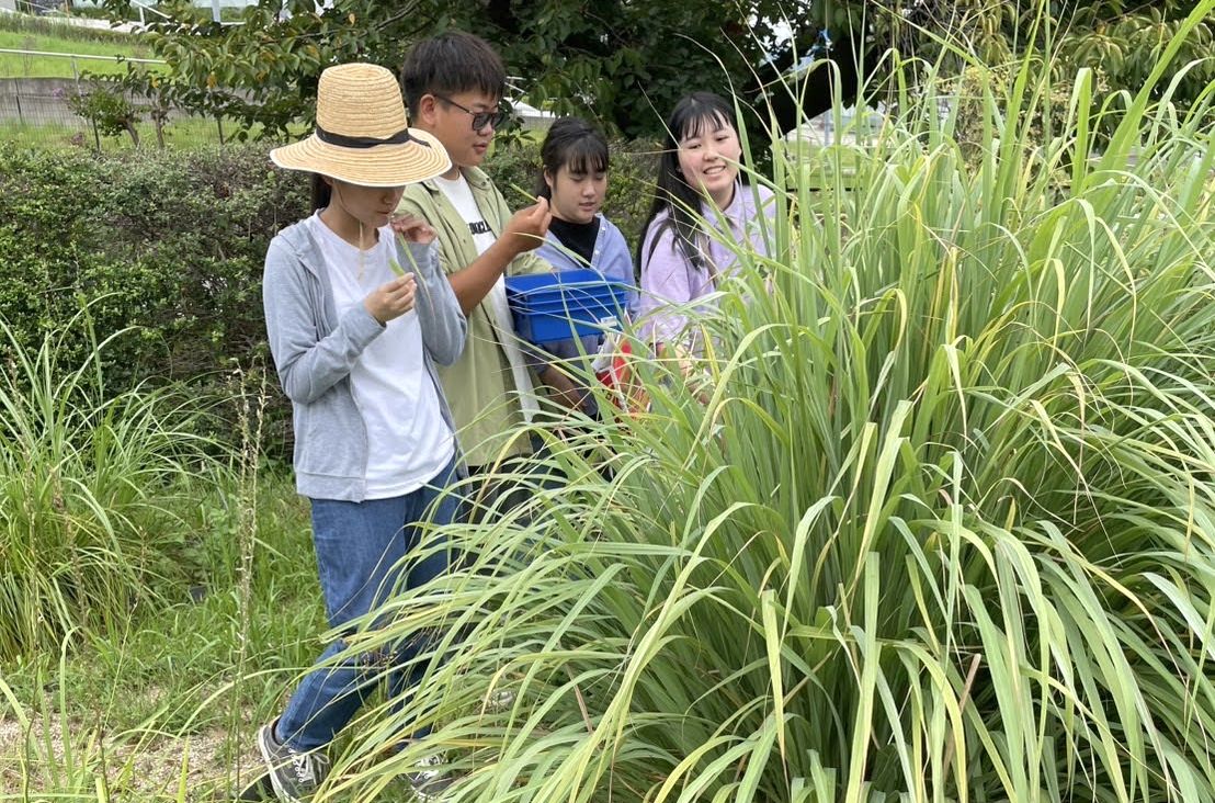摂大薬草園で素材探し