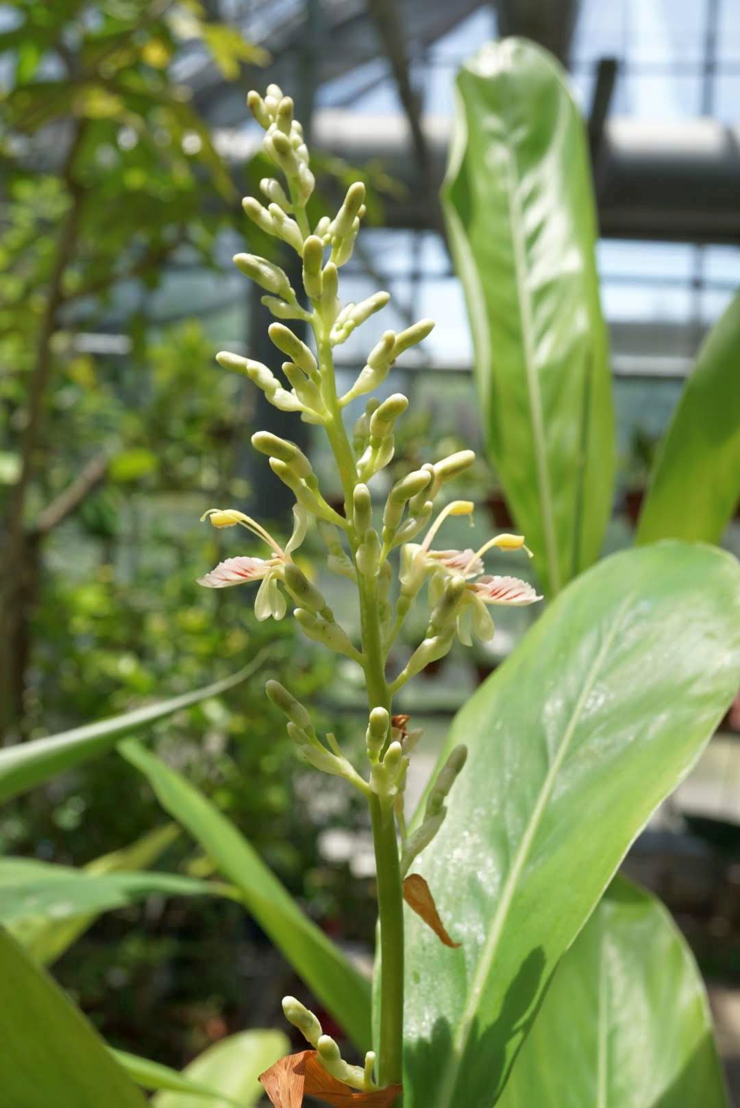 摂大薬草園 Setsusnan Garden