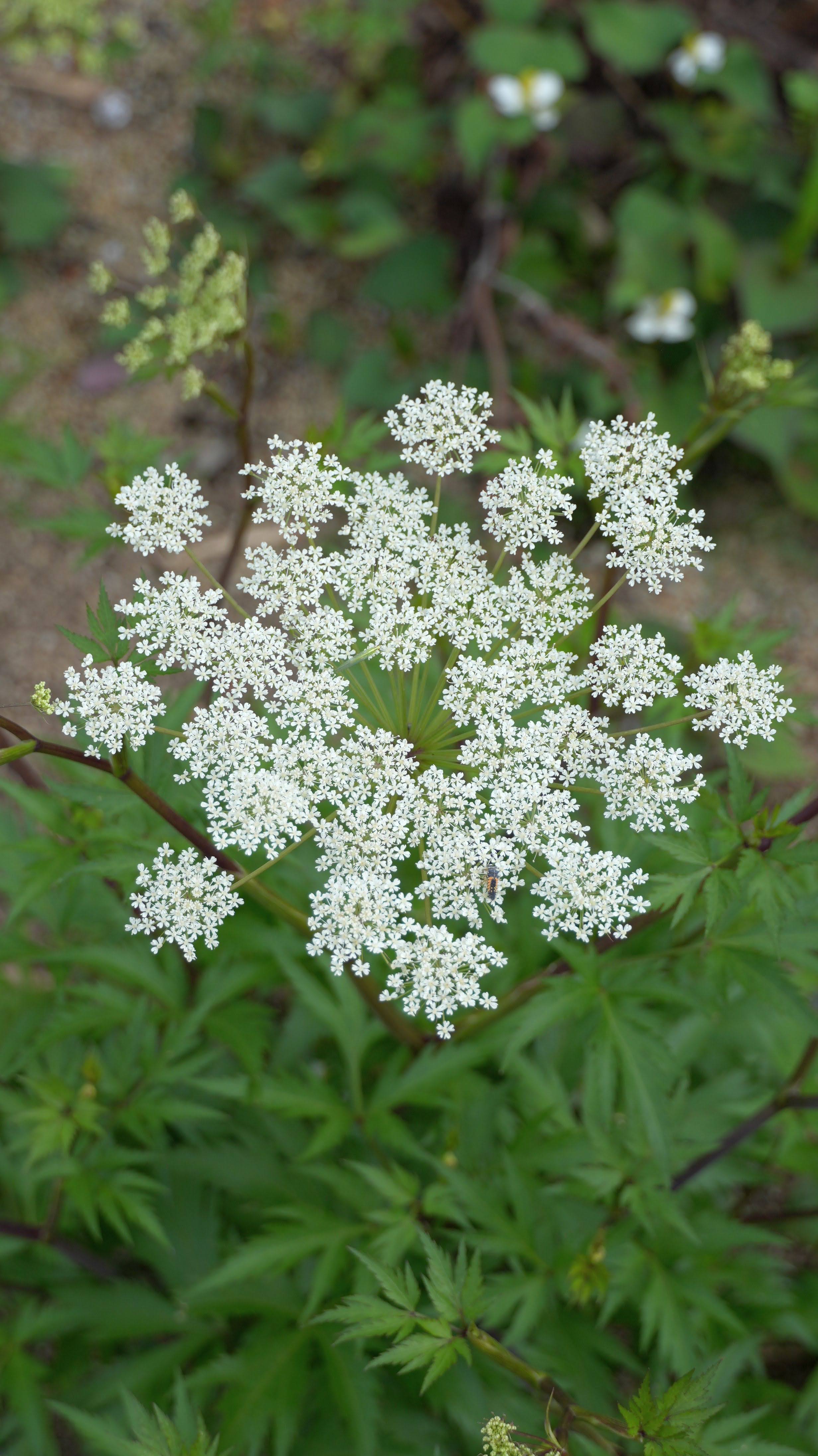 トウキ/Angelica acutiloba