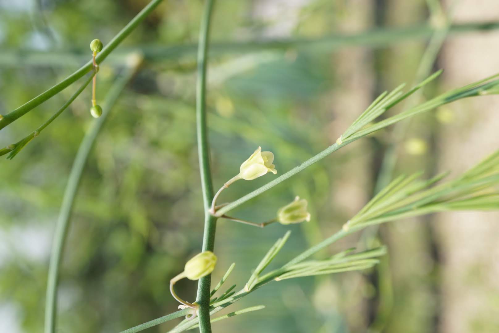 オランダキジカクシ花/Asparagus officinalis flowers