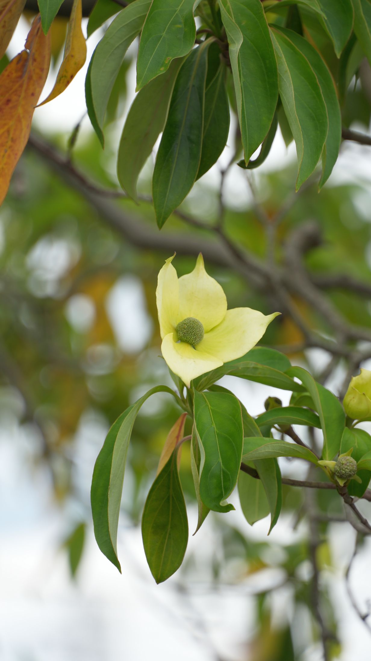 ガビサンヤマボウシ/Cornus hongkongensis subsp. melanotricha
