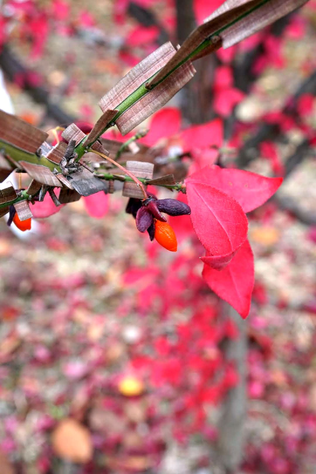 ニシキギ/Euonymus alatus