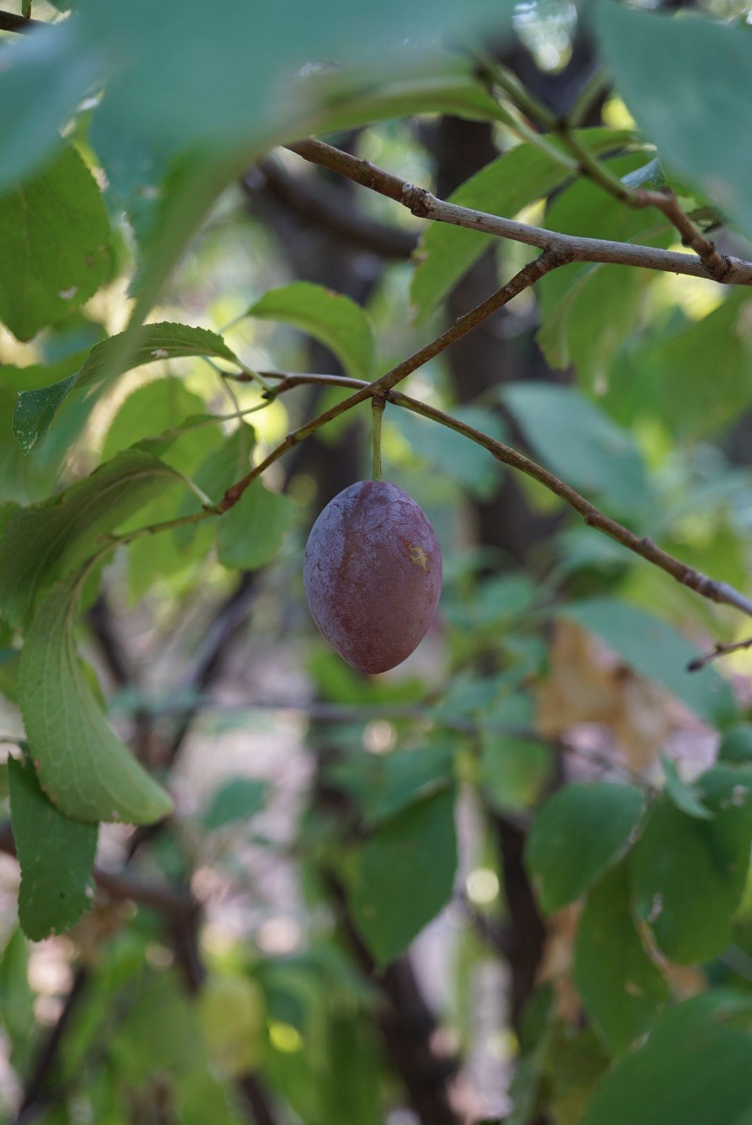 セイヨウスモモ/Prunus domestica